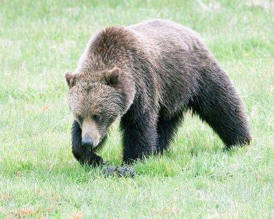 Grizzly Bear Near Norris Campground.jpg