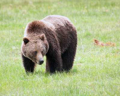 Norris Campground Bear.jpg