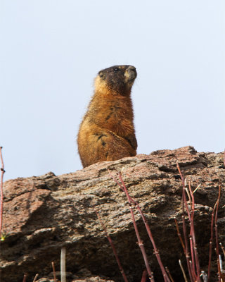 Marmot on Its Hind Legs at Mary Bay.jpg