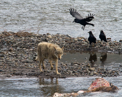 Lamar Canyon Wolf on the Kill in the Lamar River with Ravens.jpg