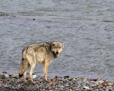 Wolf by the River.jpg