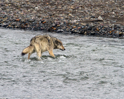 Lamar Canyon Wolf in the River.jpg