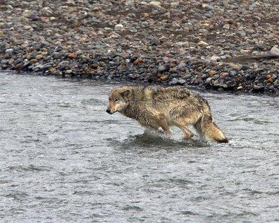 Lamar Canyon Wolf Running in the River.jpg