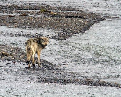 Lamar Canyon Wolf on the Sand Bar in the River.jpg