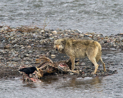 Lamar Canyon Wolf on the Elk Carcass.jpg