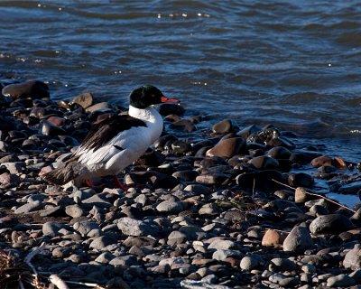 Merganser at the Confluence.jpg