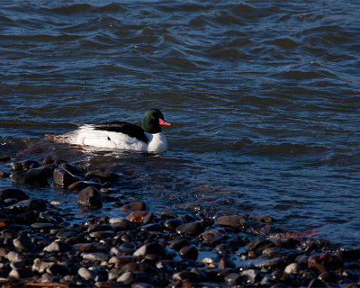 Merganser in the Water.jpg