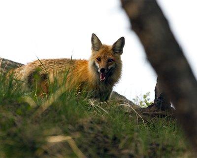 Red Fox on the Hill.jpg