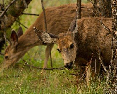 Mule Deer Eating.jpg