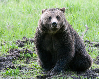 Grizzly Digging for Ground Squirrels at Obsidian.jpg