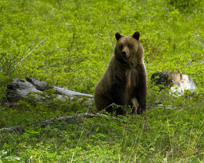 East Entrance Grizzly Standing on the Hillside.jpg