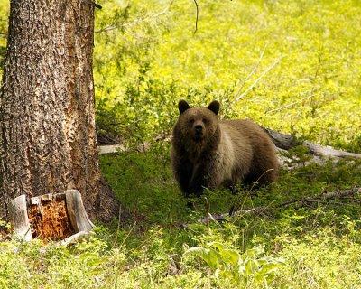 Grizzly at the East Entrance.jpg