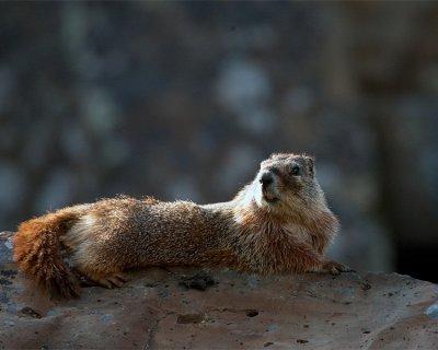 Marmot at Sheepeater Cliff.jpg
