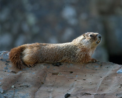 Marmot on the Rock at Sheepeater.jpg