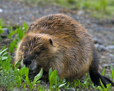 Beaver on the Banks of the Yellowstone River.jpg
