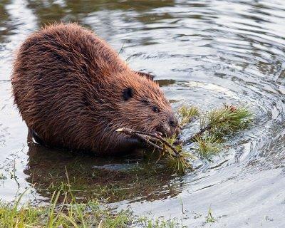 Beaver Chewing on a Stick.jpg