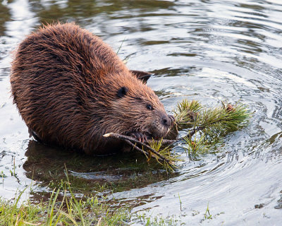 Beaver Chewing on a Branch in the Yellowstone River.jpg