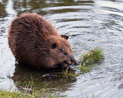 Beaver Having a Snack.jpg