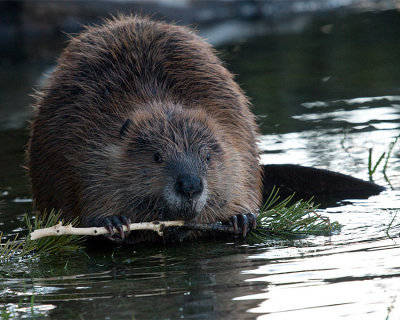 Beaver Closeup.jpg
