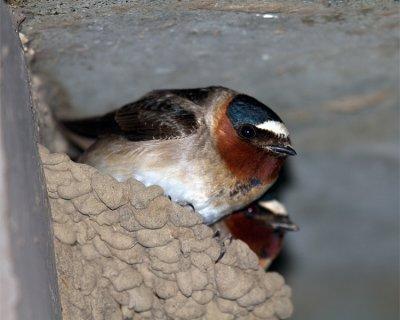 Swallow Nest at the Hitching Post.jpg