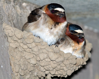 Swallows on the Nest.jpg