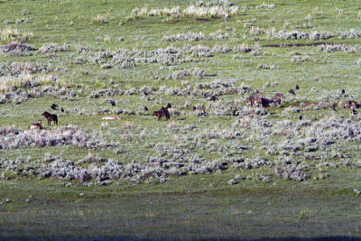 The Molly Pack on a Kill in the Lamar Valley.jpg