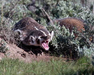 Badger Yawning.jpg