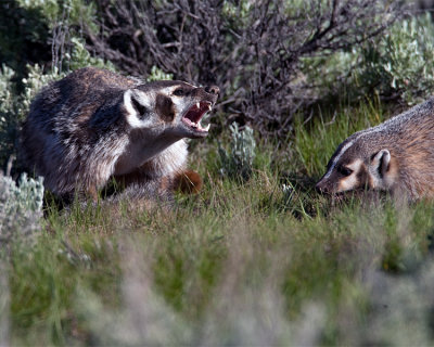 Badger with Fangs.jpg