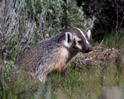 Badger Profile.jpg