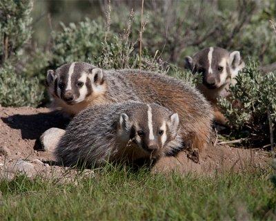 Three Badgers Deep.jpg