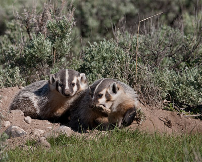 Two Badgers at the Hole One with a Rock in its Mouth.jpg