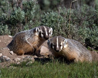 Badgers at the Den.jpg