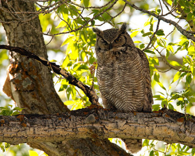 Great Horned Owl Winking.jpg