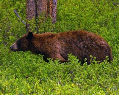 Cinnamon Black Bear Near Pebble Creek.jpg