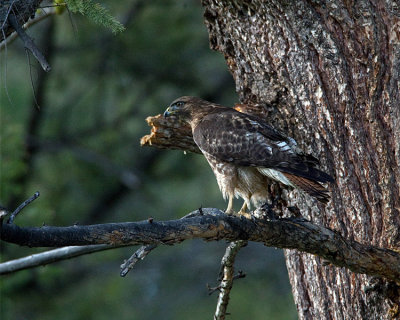 Red Tail Hawk.jpg