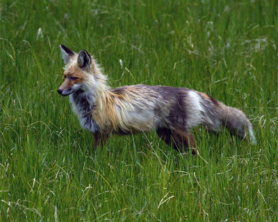 Lake Yellowstone Fox in the Tall Grass.jpg