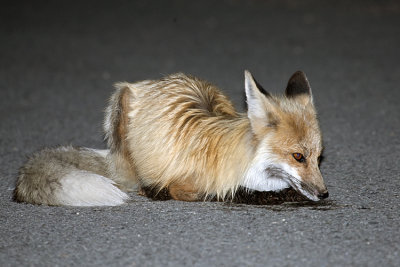 Lake Fox at rest.jpg