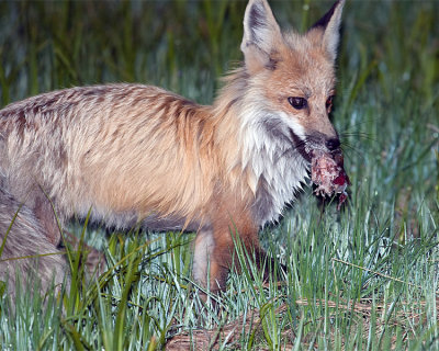 Lake Fox with Vole.jpg