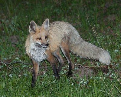 Lake Area Fox in the Marsh.jpg