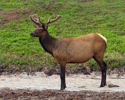 Bull Elk in Velvet.jpg