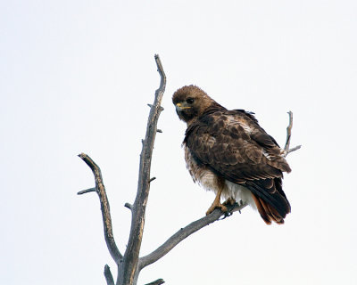 Red Tail Hawk on the Dunraven.jpg