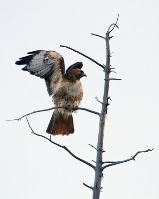 Red Tail Hawk Flapping.jpg