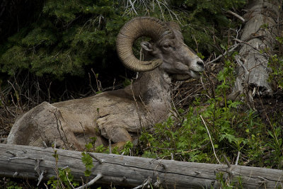 Big Horn Ram at Sylvan Pass.jpg