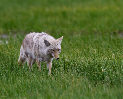 Coyote in the Hayden Valley Marshes.jpg