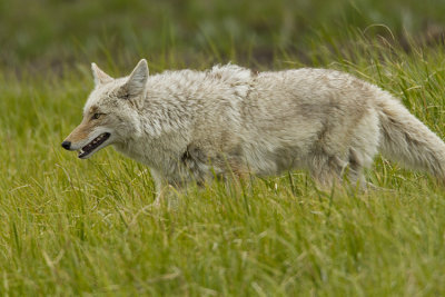 Grinning Coyote.jpg