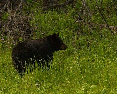Black Bear Near Calcite Springs.jpg