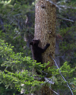 Black Bear Cub Climbing a Tree.jpg