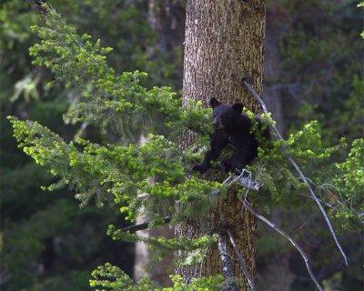 Black Bear Cub on a Branch.jpg