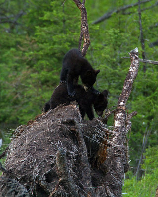 Black Bear Cubs Playing.jpg