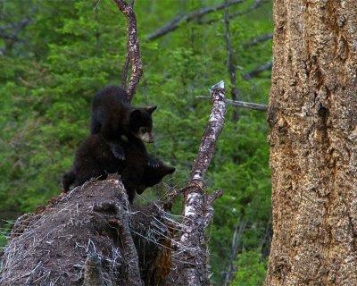 Black Bear Cubs on a Stump.jpg